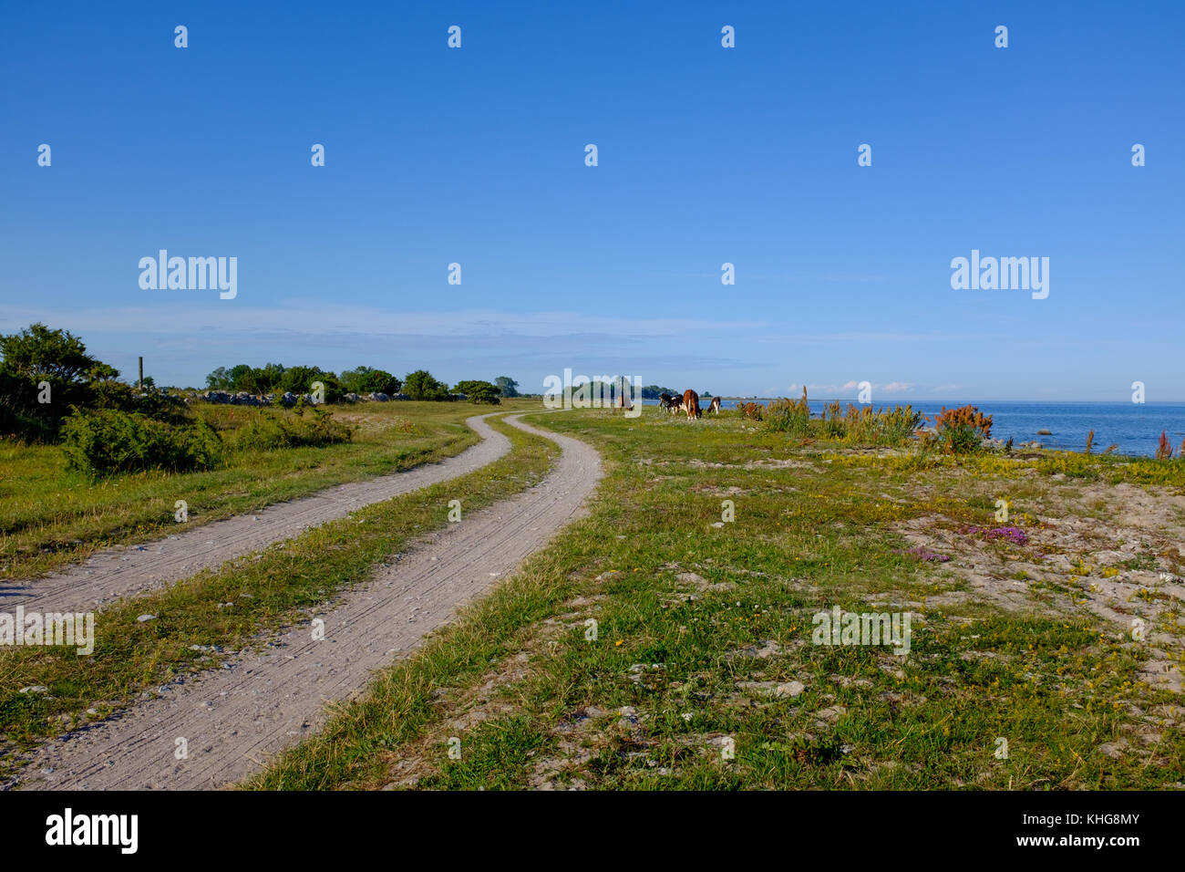 Mucche pascolano tranquillamente su una strada vuota nel sud della Svezia, agricoltura biologica Foto Stock