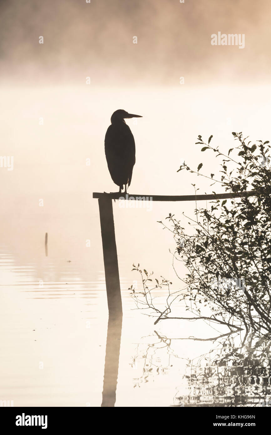 Silhouette di un airone cenerino, Ardea cinerea, appollaiato su un post che si affaccia su un lago misty all'alba Foto Stock