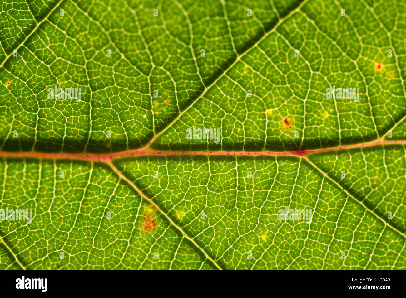 Leaf astratta. La luce del sole attraverso il modello di una foglia Foto Stock