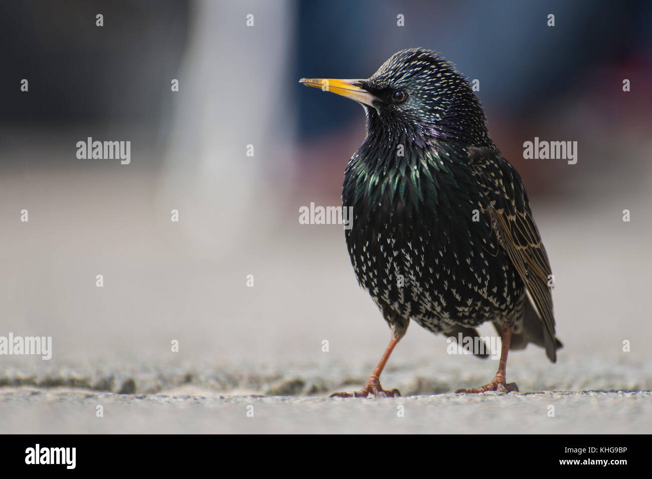 Starling europeo - St Ives, Cornwall, Regno Unito Foto Stock