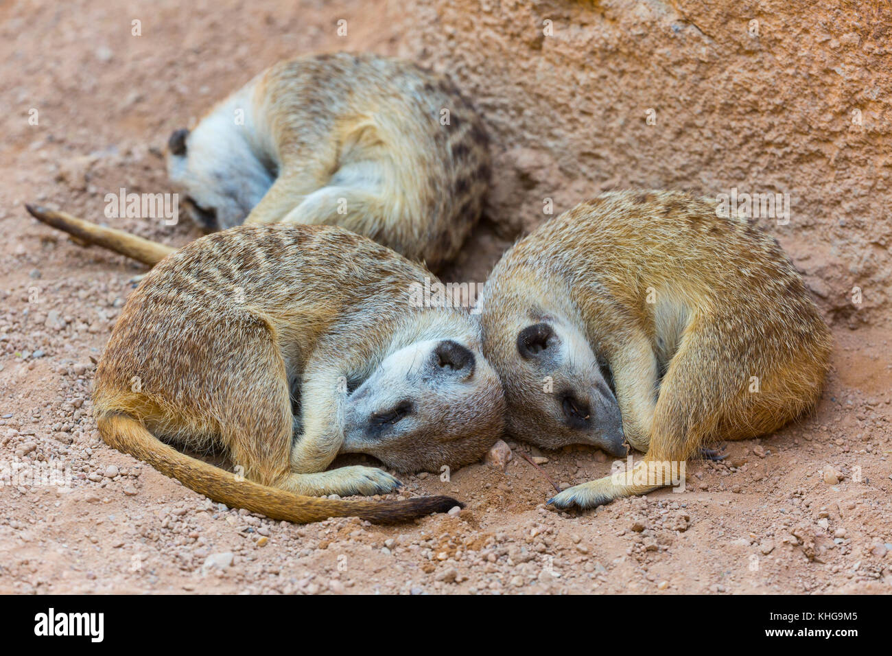 Dormire. Meerkat o suricate (Suricata suricatta) Foto Stock