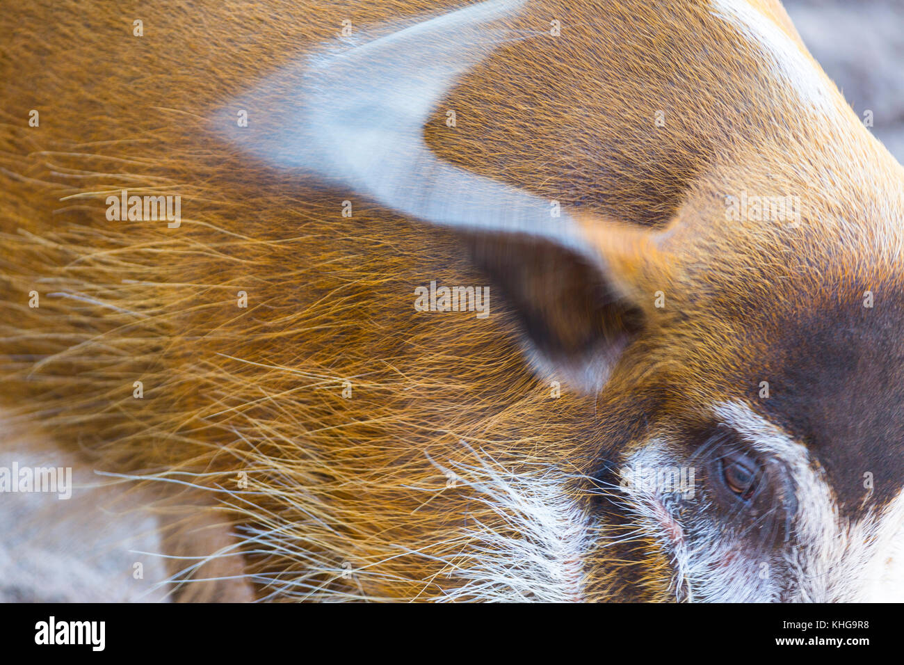 Red River hog (Potamochoerus porcus) Foto Stock