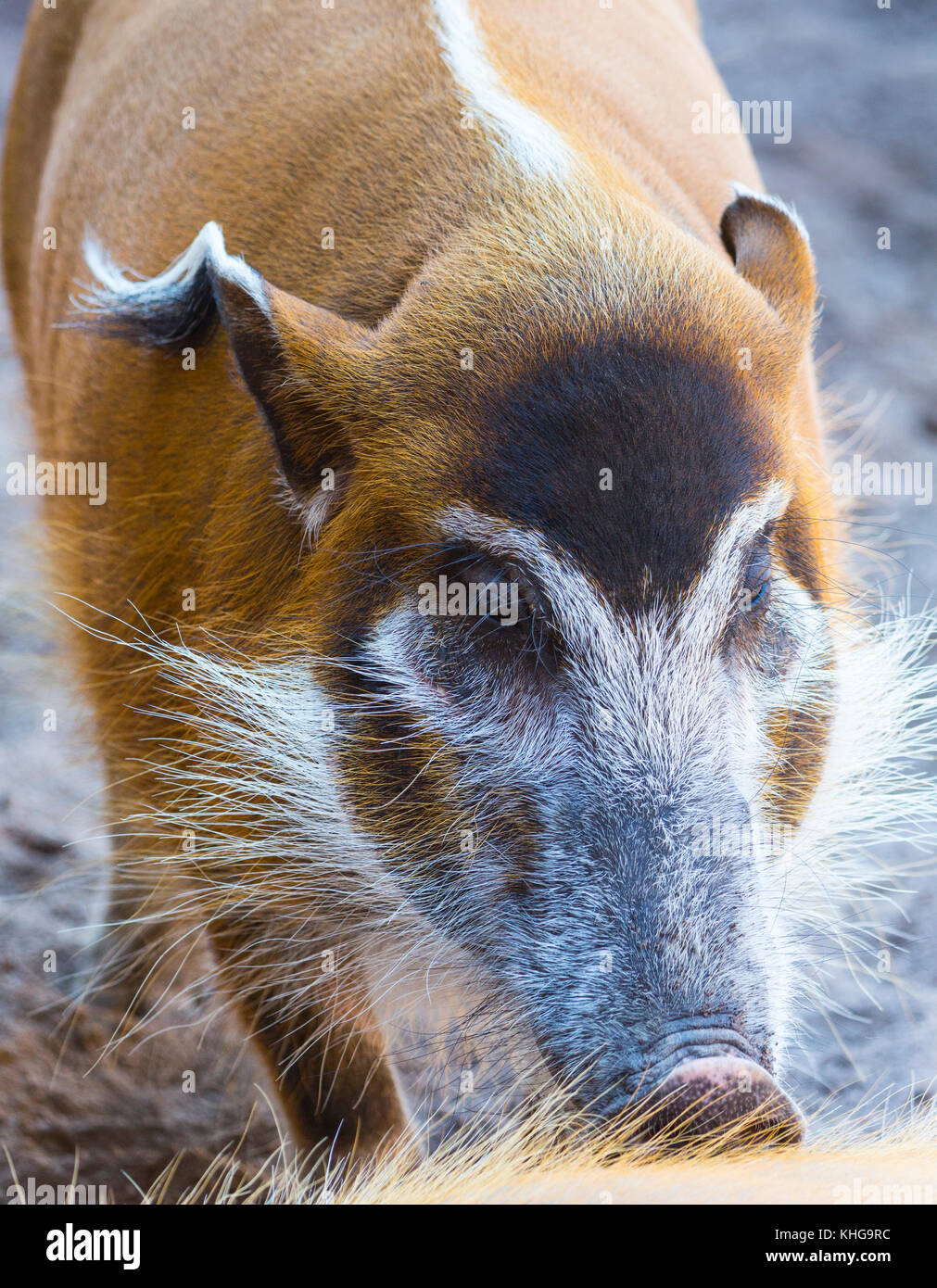 Red River hog (Potamochoerus porcus) Foto Stock