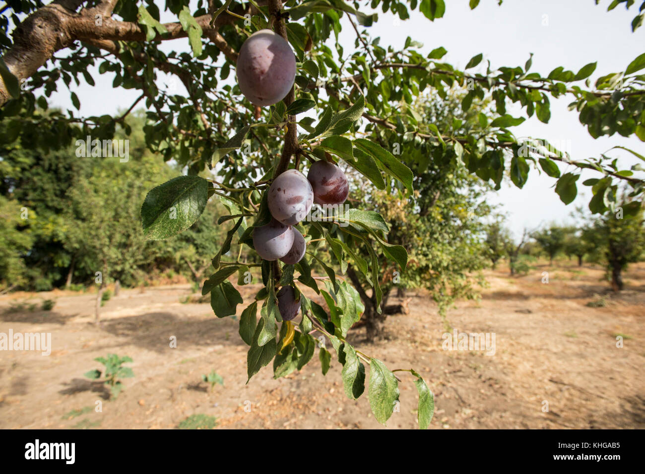 Dipartimento dell'Agricoltura degli Stati Uniti (USDA) Servizio di conservazione delle risorse naturali (NRCS) progetto Gilsizer Slough vicino South Township Rd, Yuba City, CA, Venerdì, Agosto 28, 2015. Frutteto di prugne vicino al progetto Gilsizer Slough prevede l'installazione di 40 sistemi di irrigazione ad alta efficienza (risparmio d'acqua del 50%) e 40 colture vegetative di copertura e strisce filtranti; e l'adozione di pratiche di gestione di nutrienti e parassiti da parte di 40 produttori. Questo campo (non legato al progetto USDA) ha ormeggio che contengono questo frutteto di prugne che normalmente utilizza l'irrigazione alluvionale per coprire il terreno con acqua proveniente dall'adiacente Foto Stock