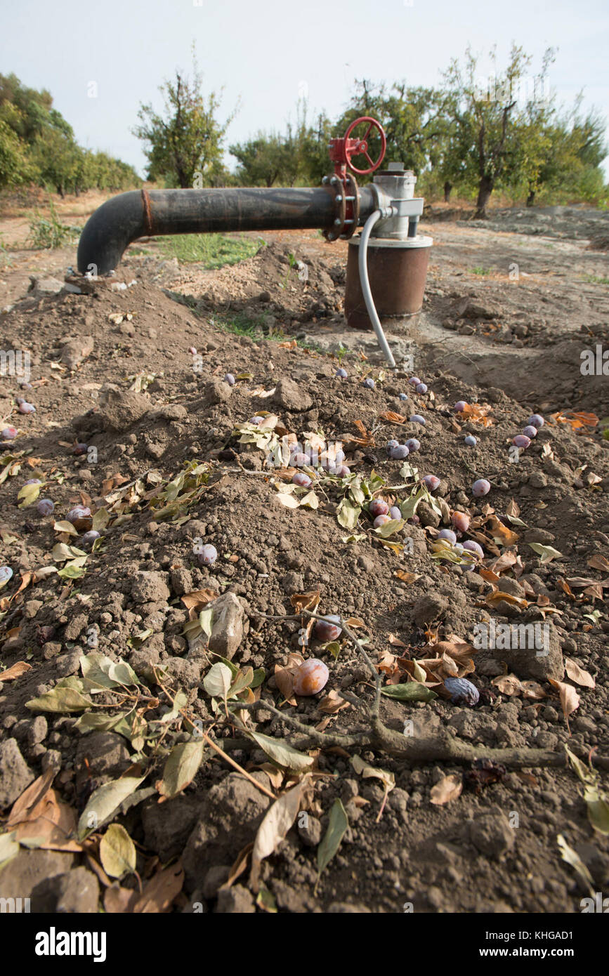 Dipartimento dell'Agricoltura degli Stati Uniti (USDA) Servizio di conservazione delle risorse naturali (NRCS) progetto Gilsizer Slough vicino South Township Rd, Yuba City, CA, Venerdì, Agosto 28, 2015. Il progetto prevede l'installazione di 40 sistemi di irrigazione ad alta efficienza (risparmio idrico del 50%) e di 40 colture vegetative e strisce filtranti; l'adozione di pratiche di gestione dei nutrienti e degli parassiti da parte di 40 produttori. Il campo ha ormeggio che contengono questo frutteto di prugne (non collegato al progetto) che normalmente utilizza l'irrigazione alluvionale per coprire il terreno con acqua proveniente dall'adiacente Gilsizer Slough. Ma, a causa della critica Foto Stock