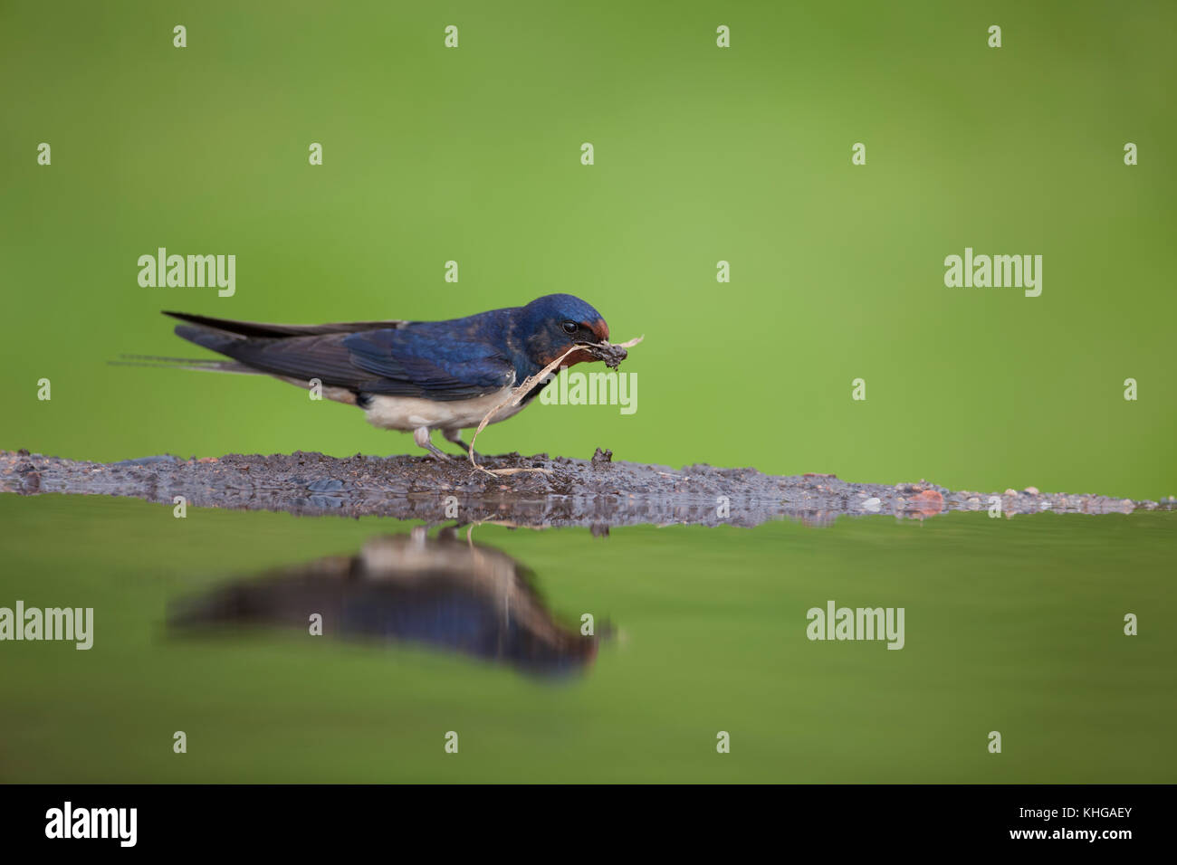 Swallow Hirundo rustica raccolta di materiale di nidificazione e riflessa in acqua ancora stagno Foto Stock