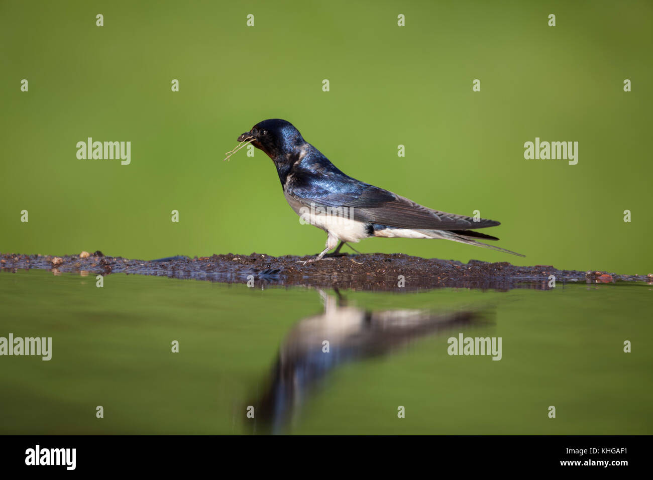 Swallow Hirundo rustica raccolta di materiale di nidificazione e riflessa in acqua ancora stagno Foto Stock