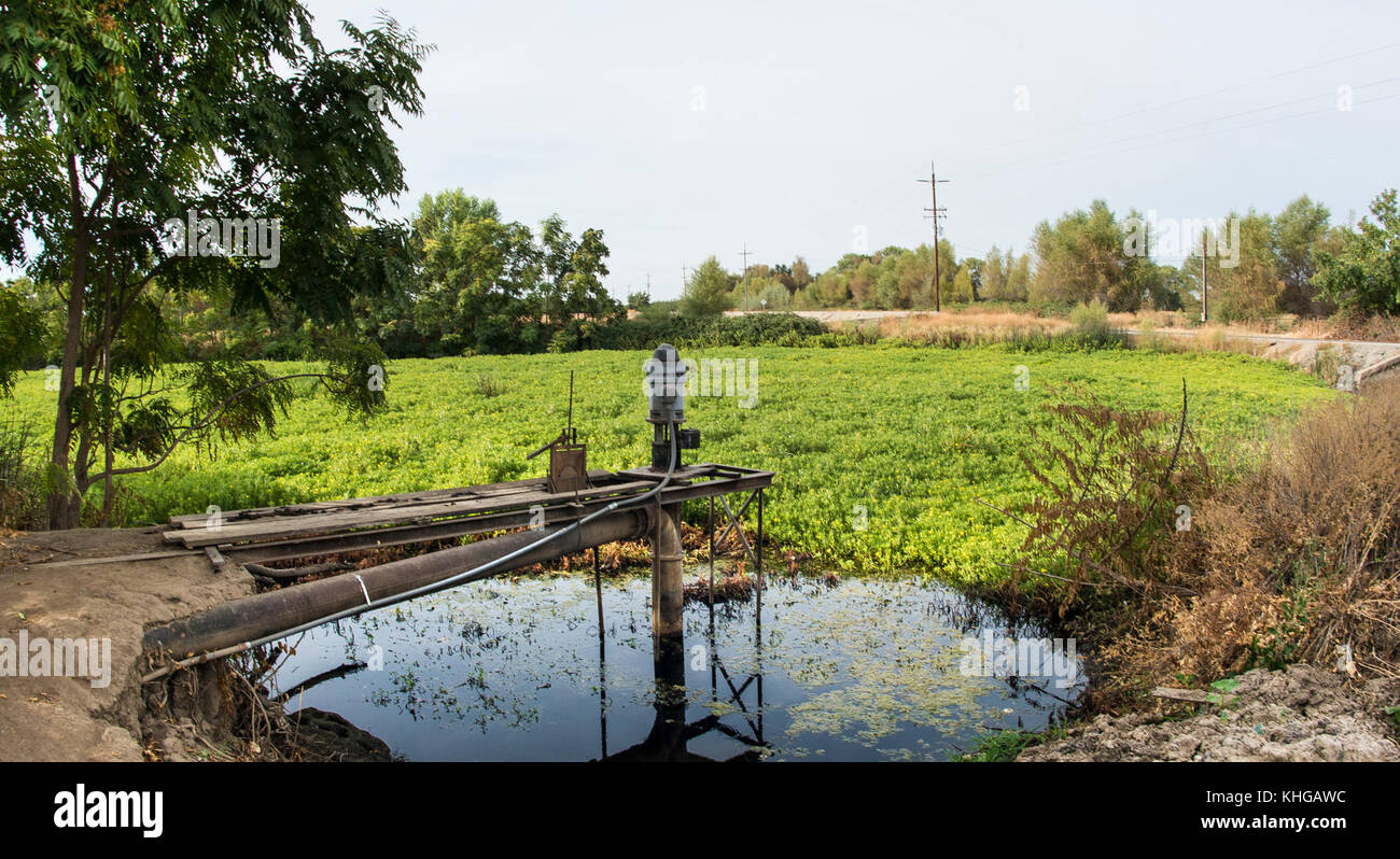 Dipartimento dell'Agricoltura degli Stati Uniti (USDA) Servizio di conservazione delle risorse naturali (NRCS) progetto Gilsizer Slough vicino South Township Rd, Yuba City, CA, Venerdì, Agosto 28, 2015. Il progetto prevede l'installazione di 40 sistemi di irrigazione ad alta efficienza (risparmio idrico del 50%) e di 40 colture vegetative e strisce filtranti; l'adozione di pratiche di gestione dei nutrienti e degli parassiti da parte di 40 produttori. Il campo ha ormeggio che contengono questo frutteto di prugne (non collegato ai progetti USDA) che normalmente usa irrigazione alluvione per coprire il terreno con acqua di superficie pompata (visto) dal Gilsizer Slough adiacente. B Foto Stock