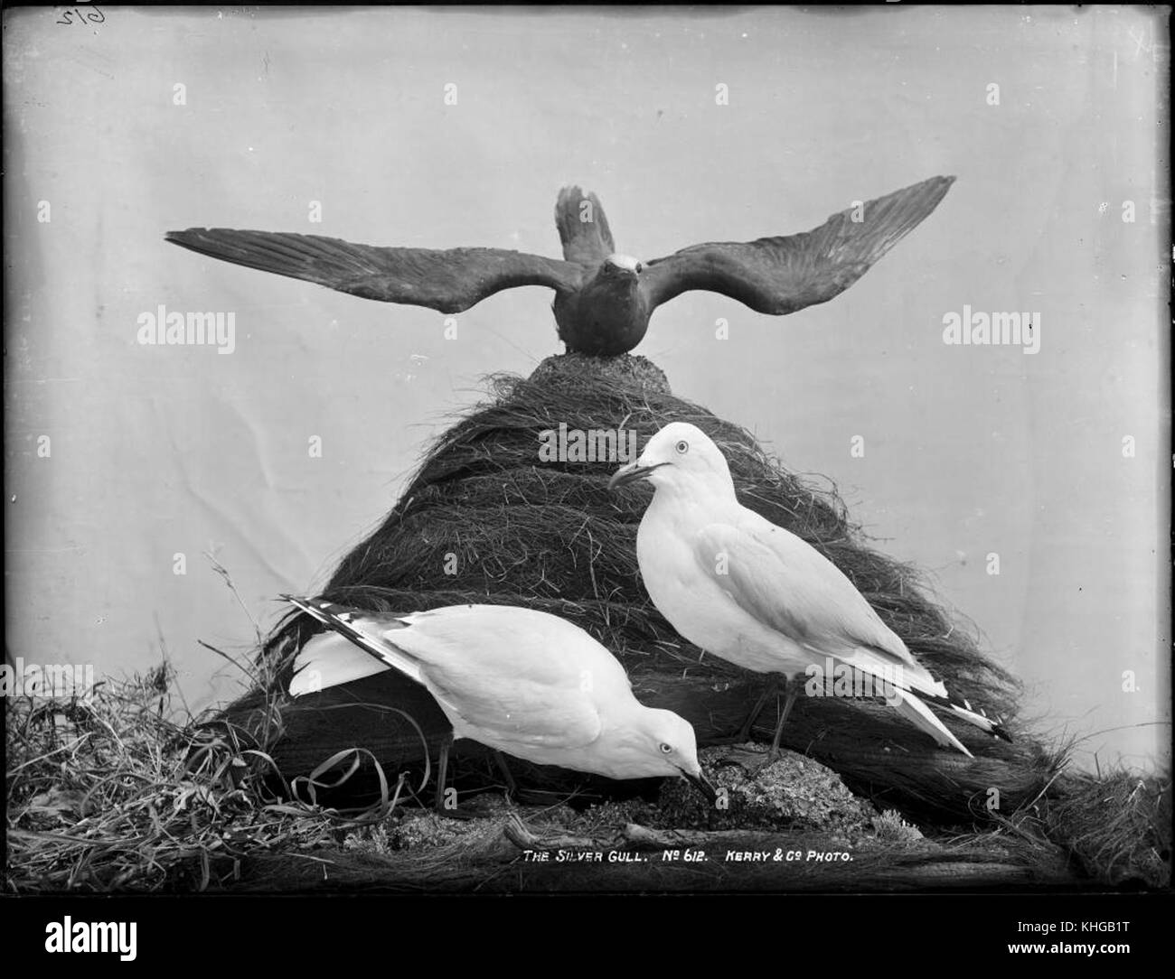 Il Gabbiano d'argento è una specie di gabbiano nota per il suo aspetto distintivo e la sua presenza diffusa nelle regioni costiere. Si tratta di una parte importante degli ecosistemi costieri, che svolge un ruolo negli ambienti marini e costieri. Foto Stock