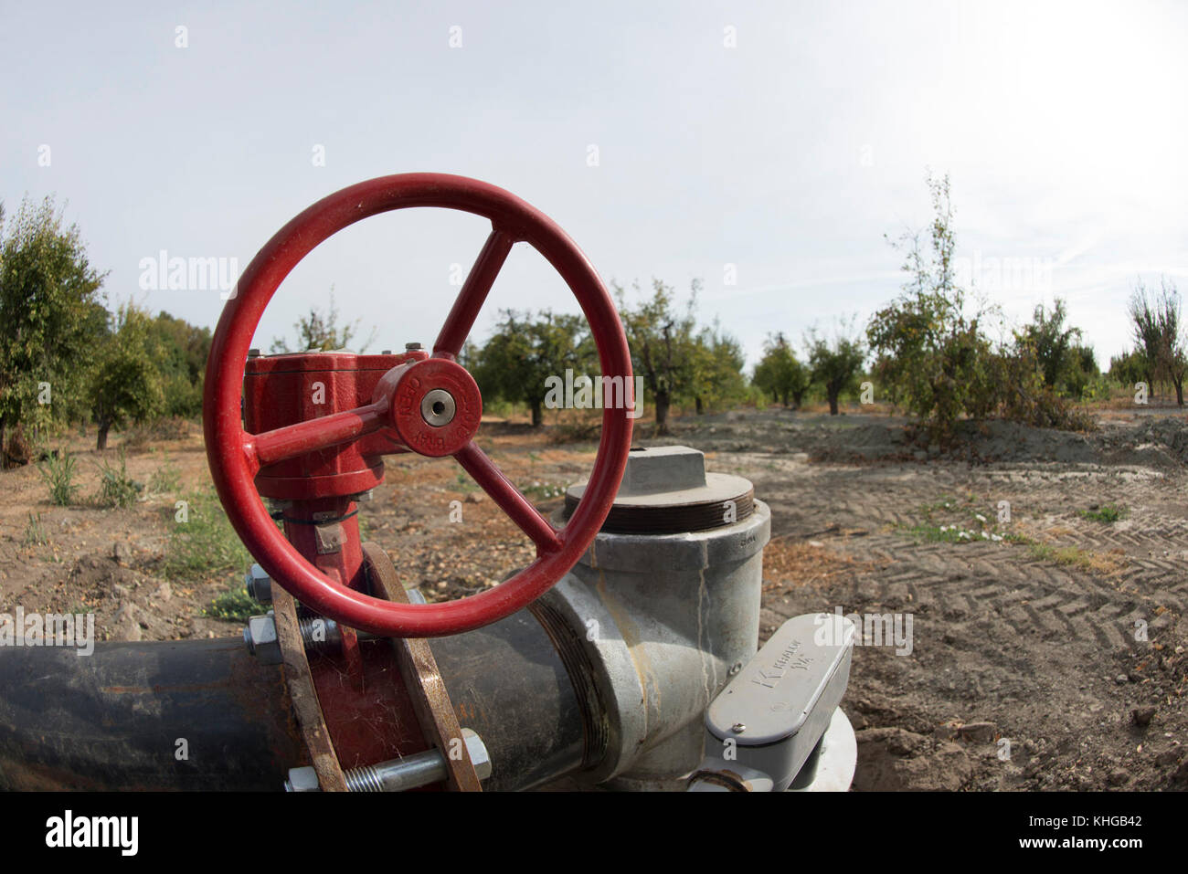 Dipartimento dell'Agricoltura degli Stati Uniti (USDA) Servizio di conservazione delle risorse naturali (NRCS) progetto Gilsizer Slough vicino South Township Rd, Yuba City, CA, Venerdì, Agosto 28, 2015. Il progetto prevede l'installazione di 40 sistemi di irrigazione ad alta efficienza (risparmio idrico del 50%) e di 40 colture vegetative e strisce filtranti; l'adozione di pratiche di gestione dei nutrienti e degli parassiti da parte di 40 produttori. Il campo ha ormeggio che contengono questo frutteto di prugne (non collegato al progetto) che normalmente utilizza l'irrigazione alluvionale per coprire il terreno con acqua proveniente dall'adiacente Gilsizer Slough. Ma, a causa della critica Foto Stock