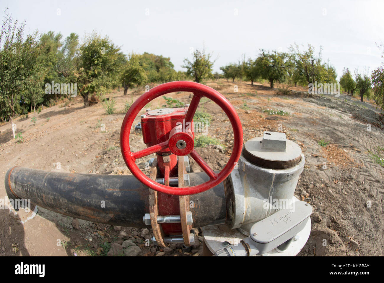 Dipartimento dell'Agricoltura degli Stati Uniti (USDA) Servizio di conservazione delle risorse naturali (NRCS) progetto Gilsizer Slough vicino South Township Rd, Yuba City, CA, Venerdì, Agosto 28, 2015. Il progetto prevede l'installazione di 40 sistemi di irrigazione ad alta efficienza (risparmio idrico del 50%) e di 40 colture vegetative e strisce filtranti; l'adozione di pratiche di gestione dei nutrienti e degli parassiti da parte di 40 produttori. Il campo ha ormeggio che contengono questo frutteto di prugne (non collegato al progetto) che normalmente utilizza l'irrigazione alluvionale per coprire il terreno con acqua proveniente dall'adiacente Gilsizer Slough. Ma, a causa della critica Foto Stock