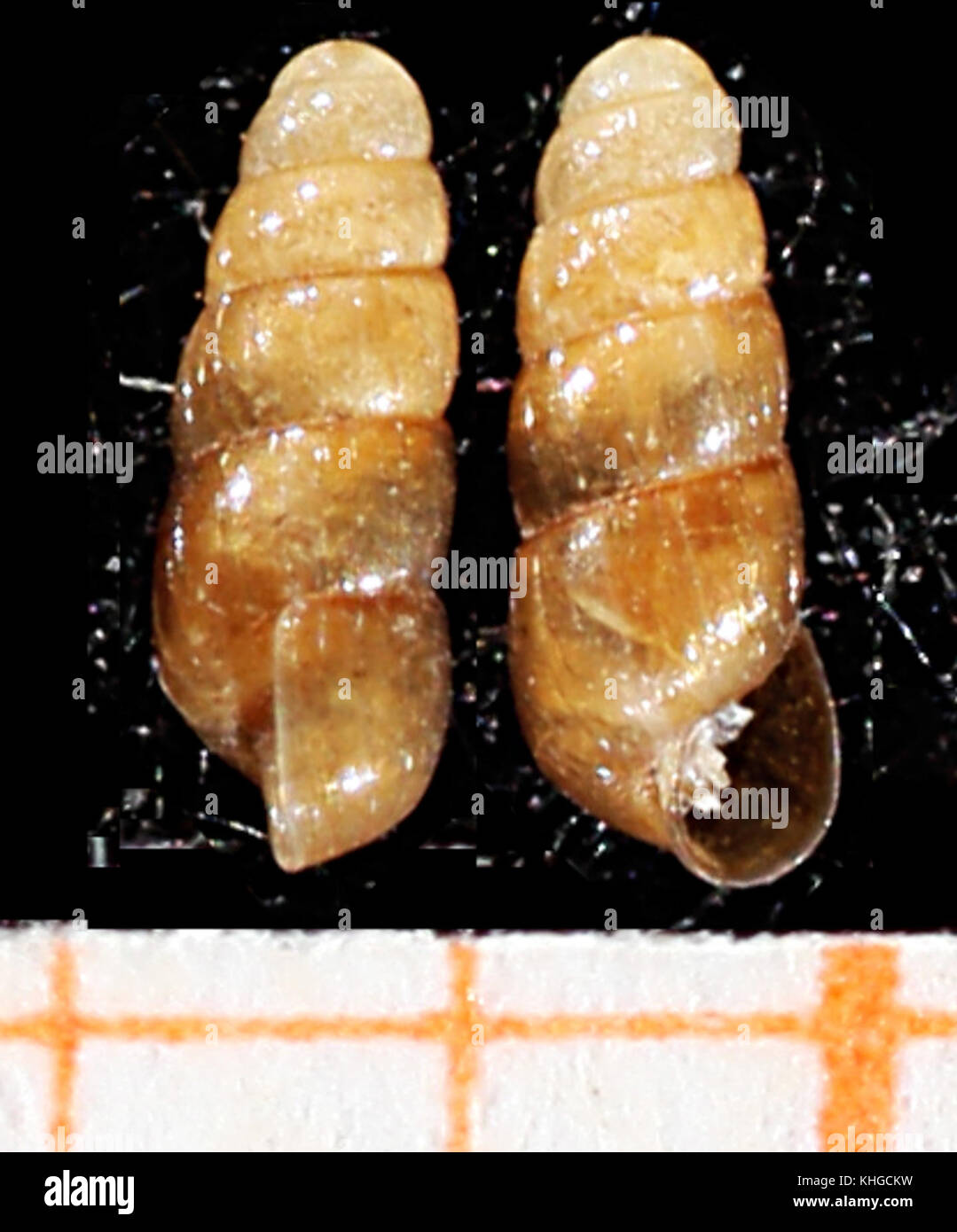 Acicula-fusca 05 Foto Stock