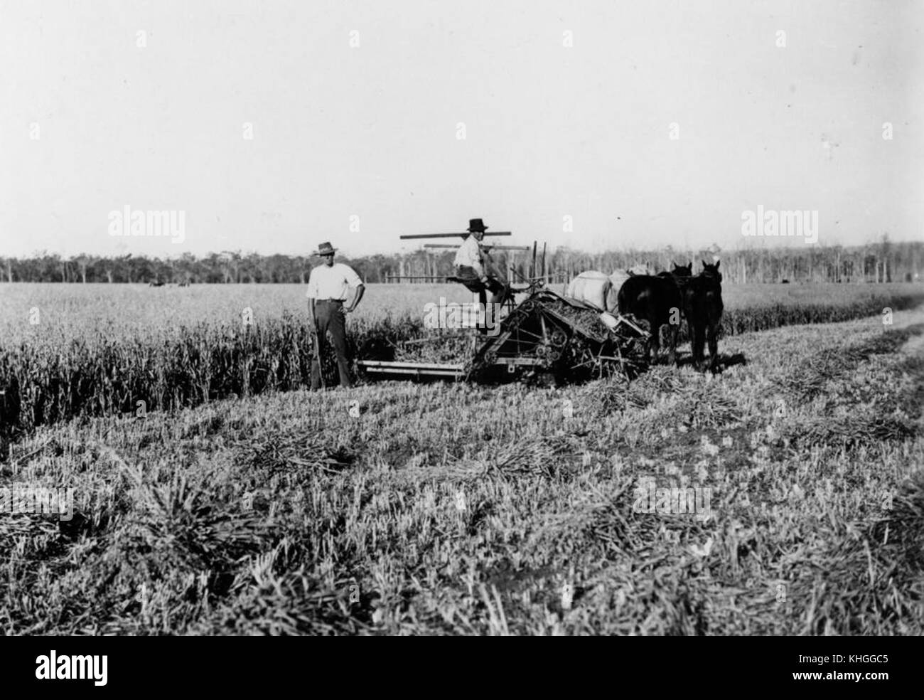 1 179783 W. Benson la coltivazione di grano, Chelmsford, Queensland, 1914 Foto Stock