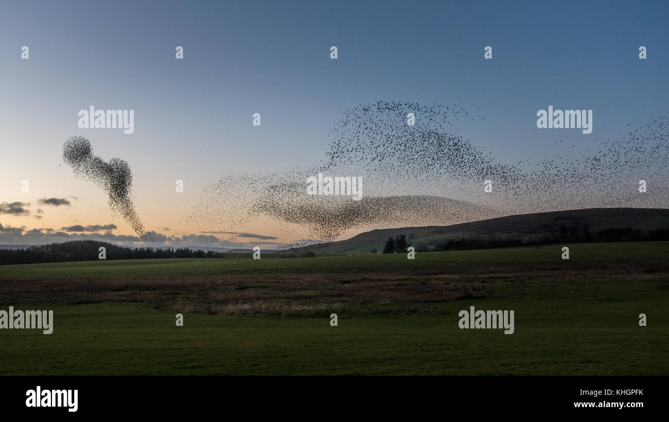 Cumbria, Regno Unito. Il 16 novembre 2017. belle forme da un starling murmuration roost invernale nel cielo di sera, Rebecca Cole/Alamy Live News Foto Stock