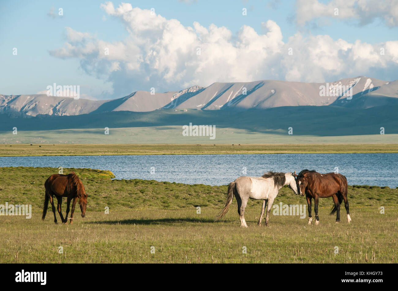 Cavalli sullo sfondo delle montagne e Song Kol Lago Foto Stock