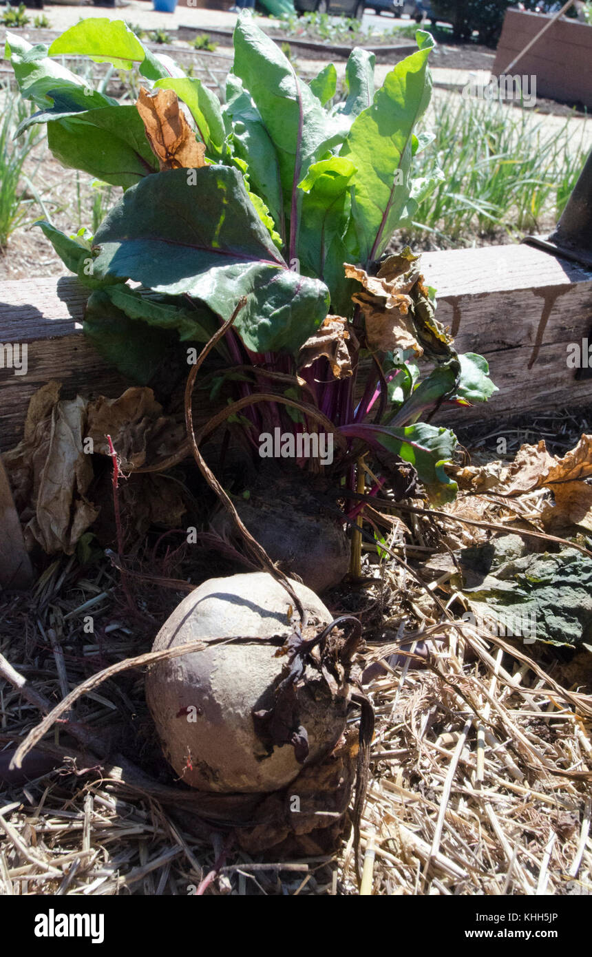 Le barbabietole si trovano in crescita durante l’inverno nel terreno sopraelevato del letto da giardino del People’s Garden, mercoledì 5 aprile 2016, a Washington, D.C. questo letto da giardino è dotato di una struttura a ropetto per prolungare la stagione di crescita. Inoltre, pacciame di paglia sulla parte superiore e un raccolto di copertura cresciuto in questo terreno trattiene più umidità, modera la temperatura, fornisce nutrienti e riduce la crescita di erbacce. Aprile è il mese nazionale del giardino e USDA ha lanciato il nuovo sito web People’s Garden che fornisce gli strumenti e le risorse che i giardinieri possono utilizzare per avviare o espandere una casa, una scuola o un giardino comunitario. L’iniziativa People’s Garden funziona un Foto Stock