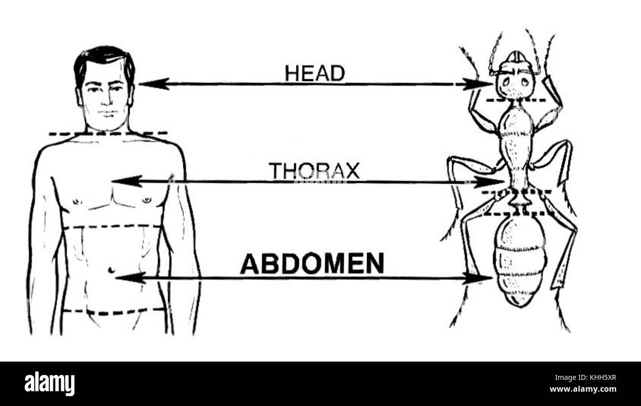 Addome (PSF) Foto Stock