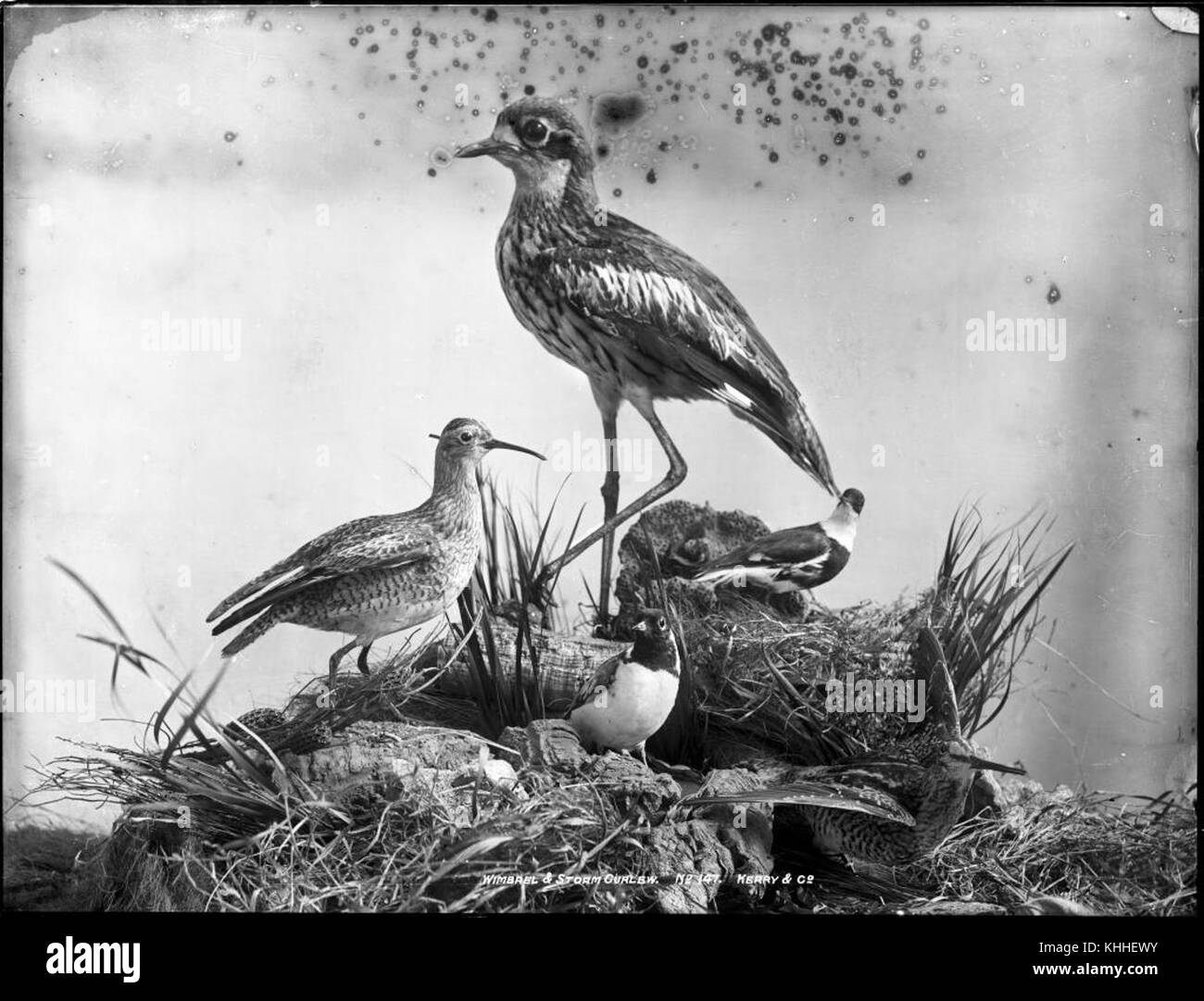 Wimbrel e Storm Curlew sono specie di shorebird note per i loro modelli migratori e la presenza nelle regioni costiere. Questa immagine cattura le caratteristiche e il comportamento distintivi. Foto Stock