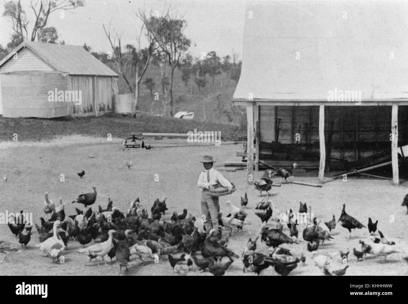 1 199183 alimentando il chooks nel cantiere di pollame di Barambah station wagon, 1914 Foto Stock