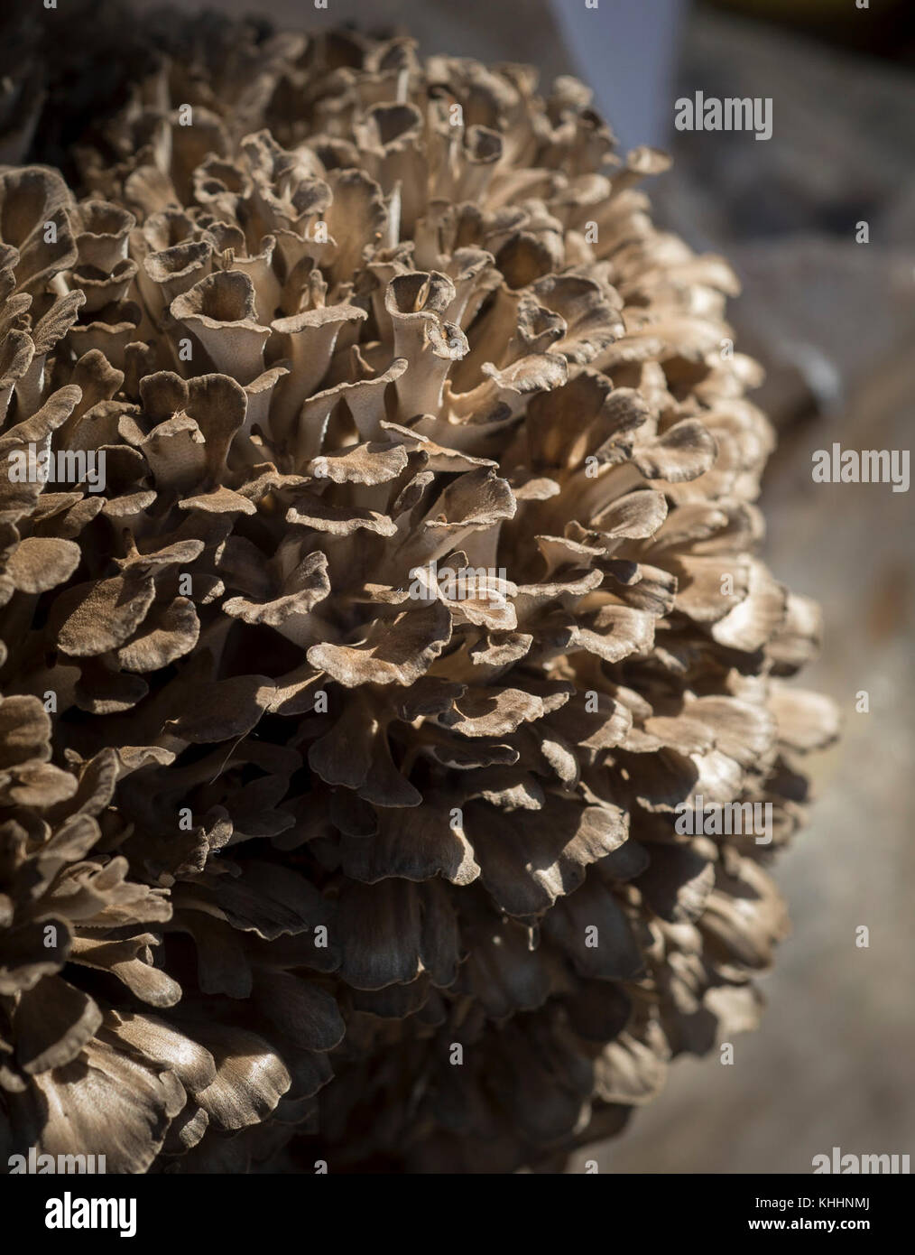 Il fungo di Maitake (Hen of the Woods) è una delle molte varietà esposte da to-Jo Mushroom Marketing Director Pete Wilder, in collaborazione con l'American Mushroom Institute e Mushroom Council, per parlare della crescita commerciale e domestica, selezionando, Conservazione e usi dei funghi in esposizione alla tenda di educazione VegU, durante il Dipartimento di Agricoltura degli Stati Uniti (USDA) Peopleâs Giardino - Farmers Market, il Venerdì, Ottobre, 29, 2016, a Washington, D.C. i funghi sono in mostra nelle dimostrazioni di ricette alimentari e campioni alla tenda VegU. Bottone bianco, crimini, portabella, ostriche, maitake Foto Stock