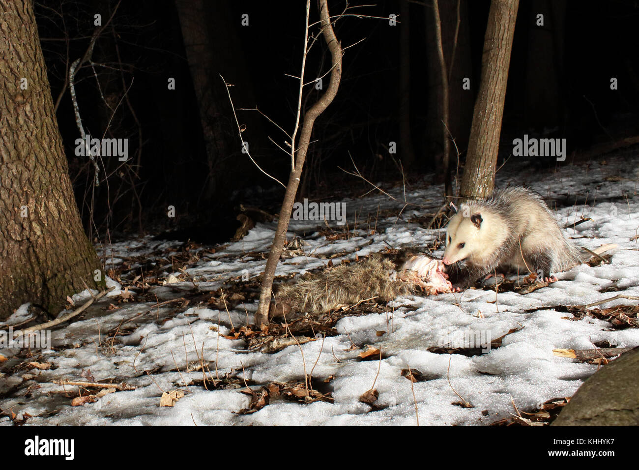 Un virginia opossum chowing giù su un procione morto. Foto Stock