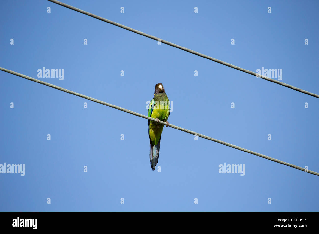 Una luminosa verde sfumato Ringneck australiano (Barnardius zonarius) un pappagallo nativo di Australia posatoi su un suburbano linea di potenza su un bel giorno Foto Stock