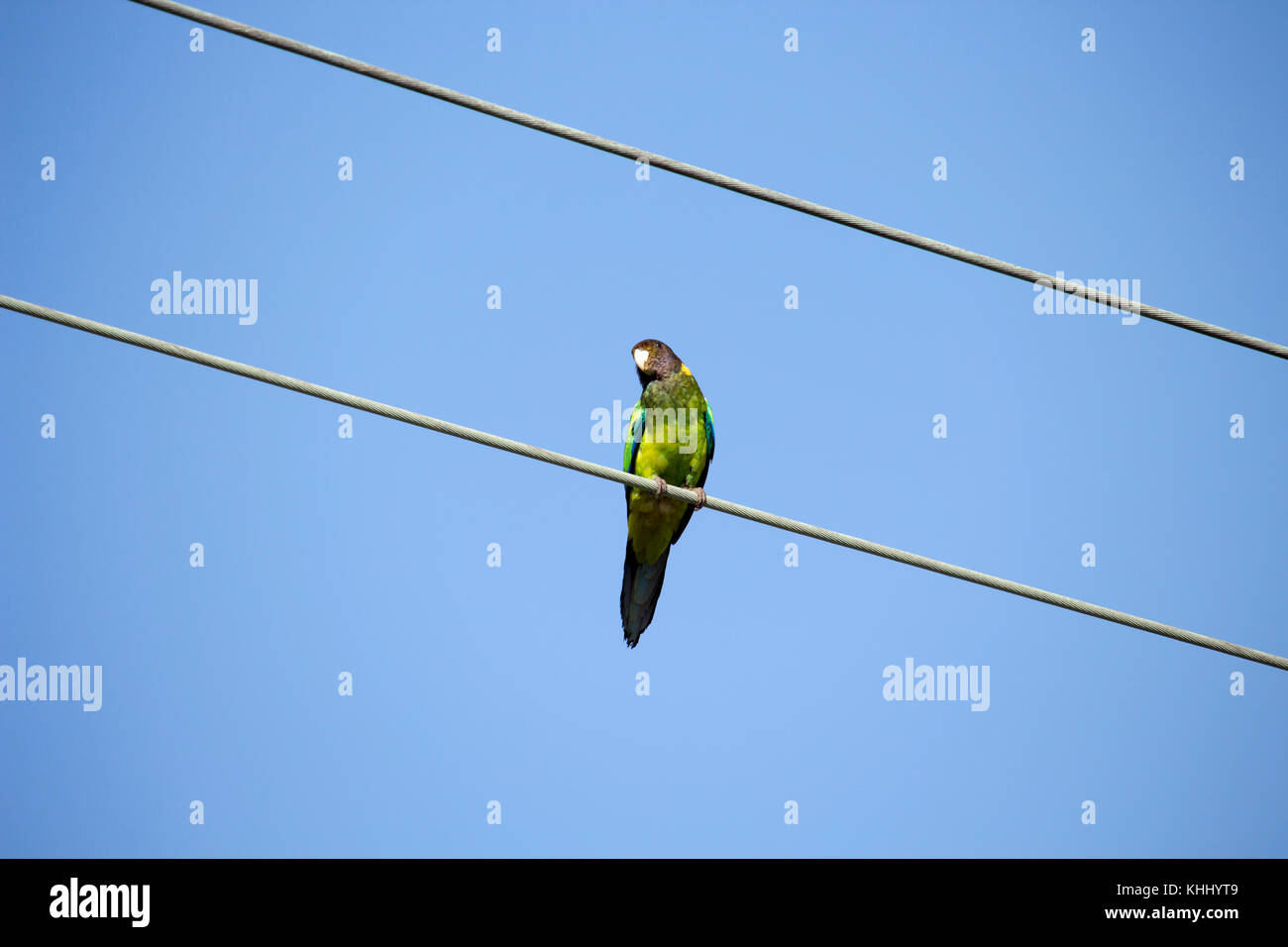 Una luminosa verde sfumato Ringneck australiano (Barnardius zonarius) un pappagallo nativo di Australia posatoi su un suburbano linea di potenza su un bel giorno Foto Stock