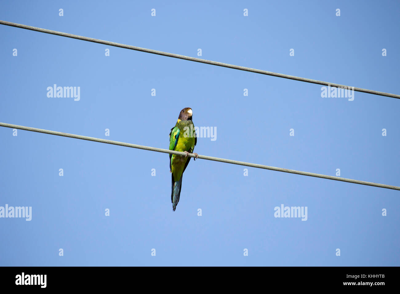 Una luminosa verde sfumato Ringneck australiano (Barnardius zonarius) un pappagallo nativo di Australia posatoi su un suburbano linea di potenza su un bel giorno Foto Stock