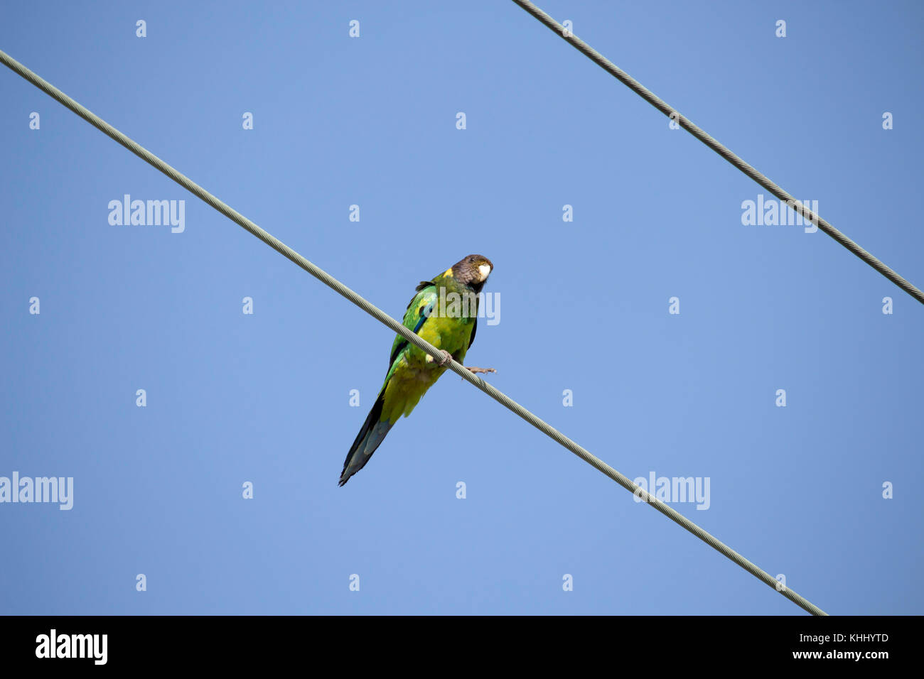 Una luminosa verde sfumato Ringneck australiano (Barnardius zonarius) un pappagallo nativo di Australia posatoi su un suburbano linea di potenza su un bel giorno Foto Stock