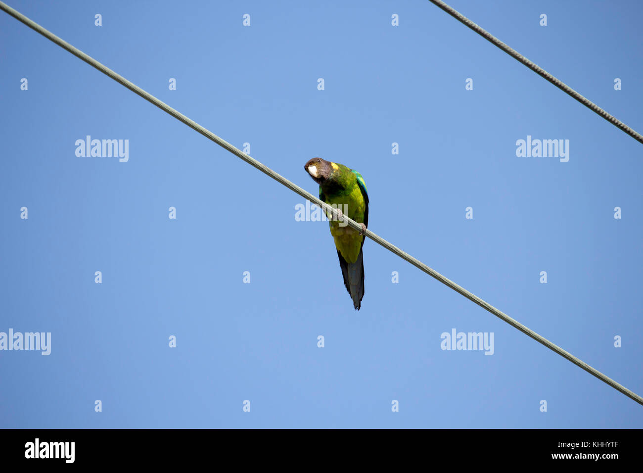Una luminosa verde sfumato Ringneck australiano (Barnardius zonarius) un pappagallo nativo di Australia posatoi su un suburbano linea di potenza su un bel giorno Foto Stock