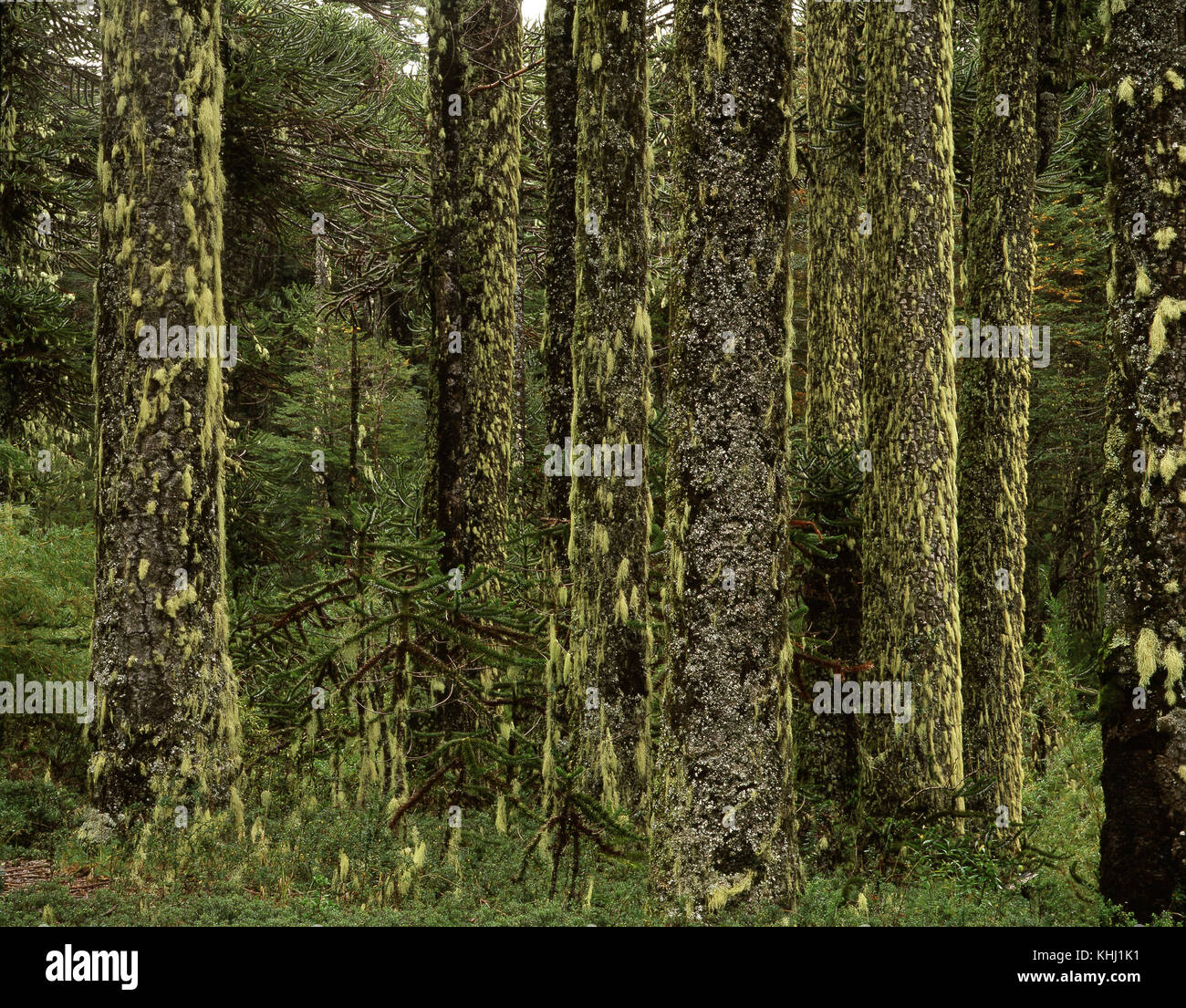Foresta di Monkey puzzle alberi (Araucaria araucana). Conguillio National Park, Ande, Cile, sesta regione Foto Stock