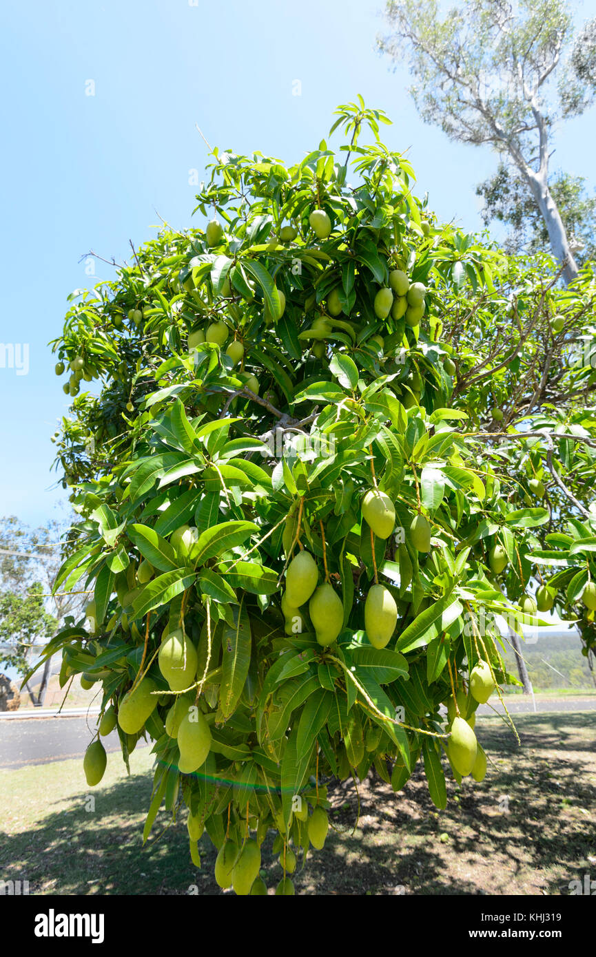 Manghi maturi su un albero, Queensland, QLD, Australia Foto Stock