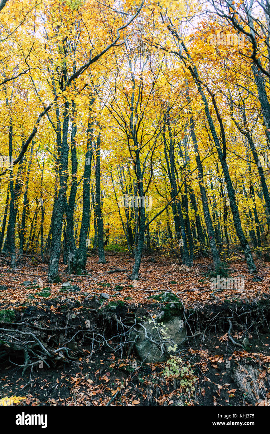 In autunno gli alberi della foresta, Grecia Foto Stock