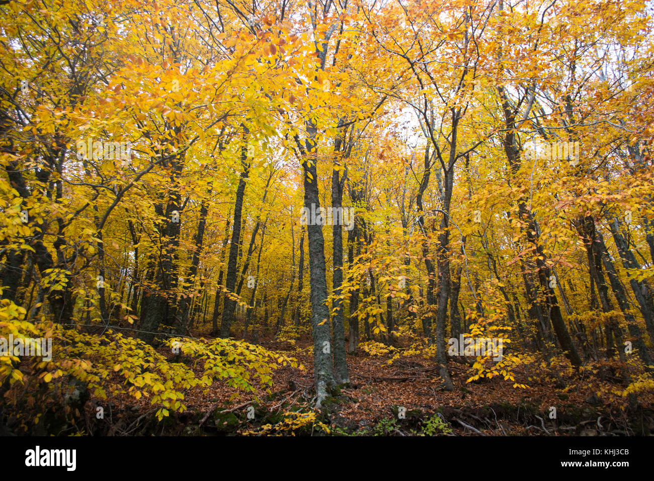 In autunno gli alberi della foresta, Grecia Foto Stock