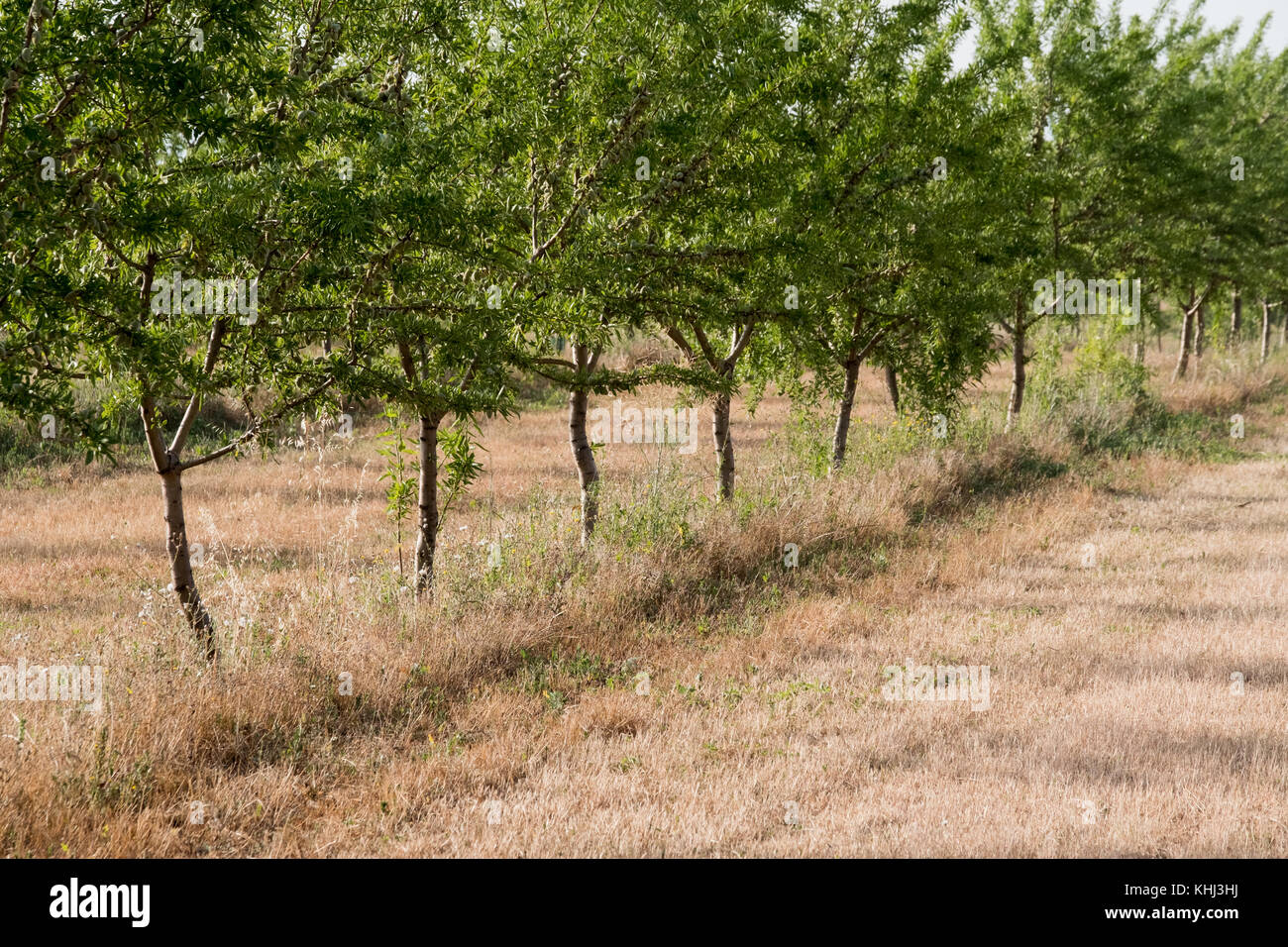 Giardino con alberi di mandorle in Provenza Foto Stock