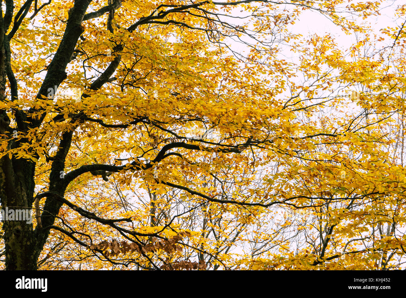 Foglie di autunno sui rami Foto Stock