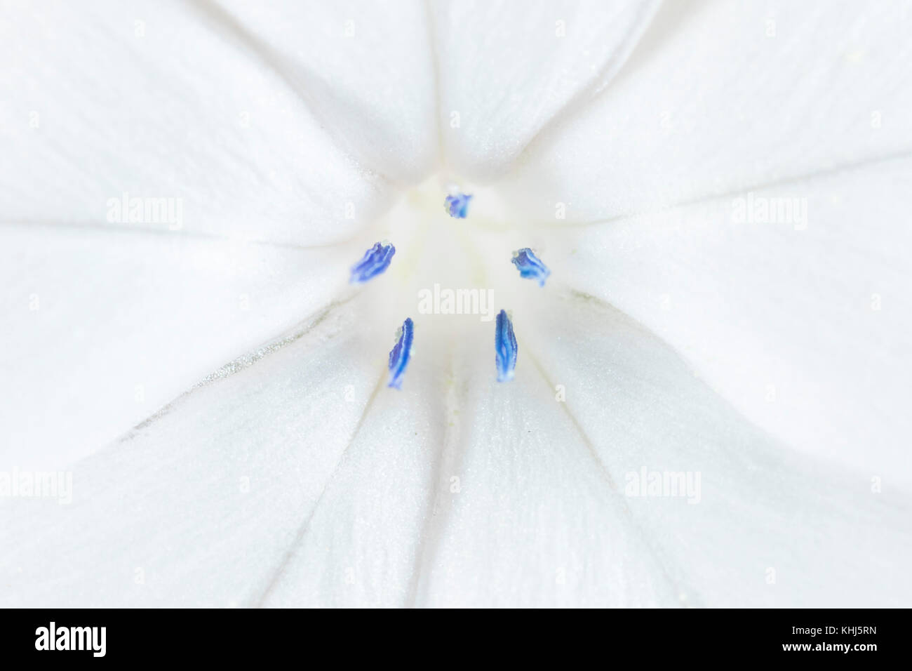 Fiore con petali di colore bianco e blu stami piena di polline Foto Stock