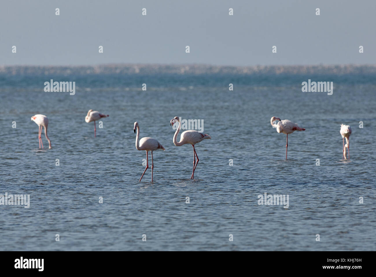 Vista dei fenicotteri rosa nella provincia di Evros in Grecia. Foto Stock