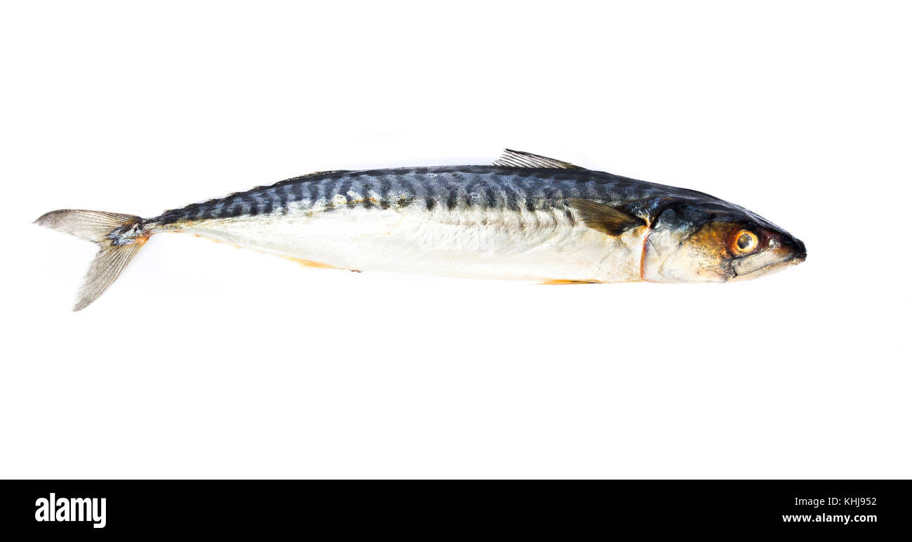 Materie sgombro pesce isolato su sfondo bianco Foto Stock