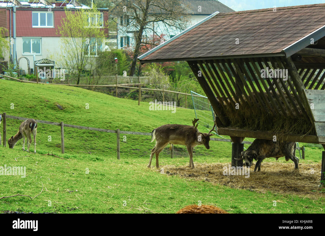 Cervi in un zoo in Wolfurt, vorarlber, Austria Foto Stock
