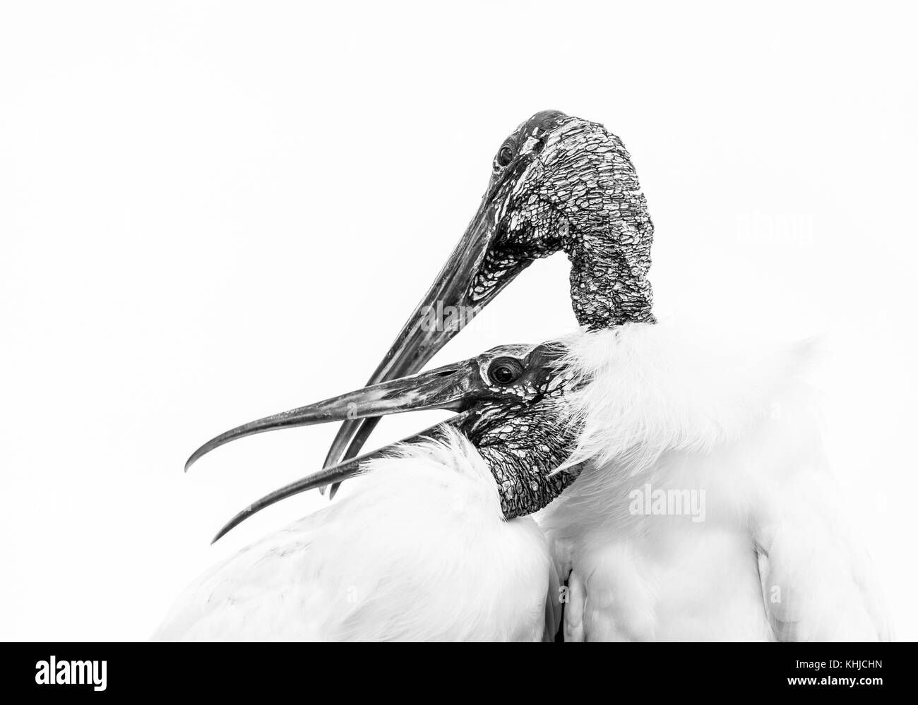 Cicogna in legno (mycteria americana), Stork famiglia, Everglades, Florida, Stati Uniti d'America, América Foto Stock