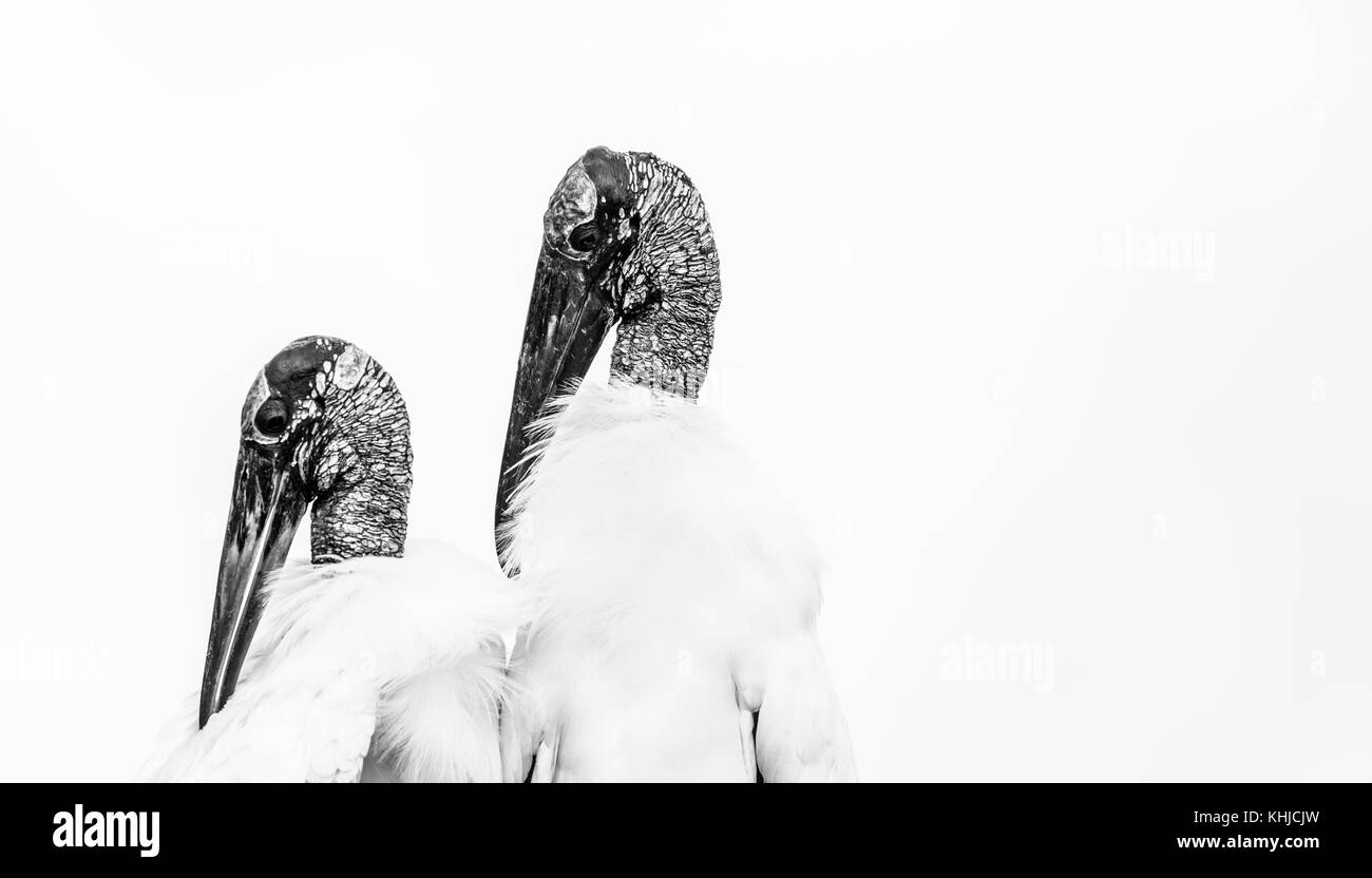 Cicogna in legno (mycteria americana), Stork famiglia, Everglades, Florida, Stati Uniti d'America, América Foto Stock