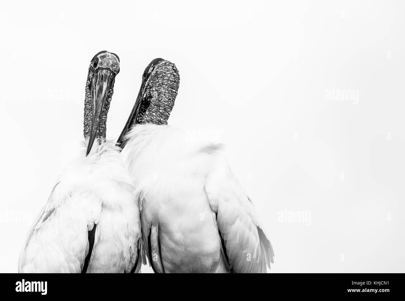 Cicogna in legno (mycteria americana), Stork famiglia, Everglades, Florida, Stati Uniti d'America, América Foto Stock