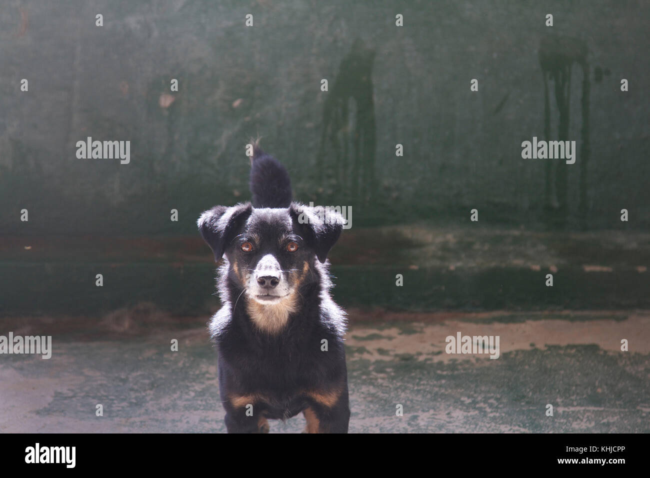 Rifugio cane in gabbia guardando triste. Foto di Nikki Attree Foto Stock