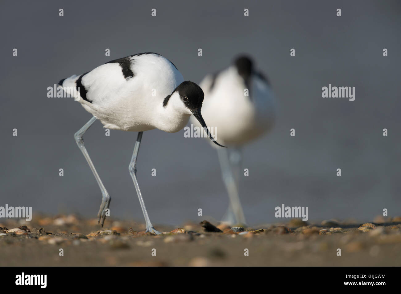 Pied Avocet ( Recurvirostra avosetta ), uccello di fanciulla, coppia, coppia, lasciando l'acqua, camminando su una banca di mitili, habitat tipico, mare di wadden, Europa. Foto Stock