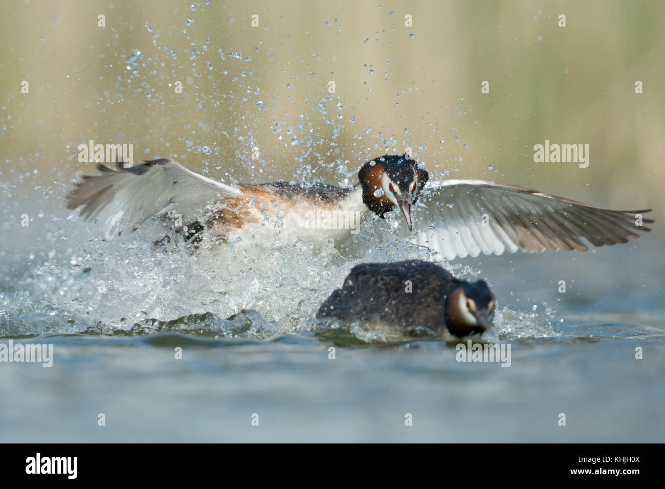 Grande crestato Grebe / Haubentaucher ( Podiceps cristatus ) insegue un rivale, comportamento territoriale, attacco aggressivo, colpo frontale, Europa. Foto Stock