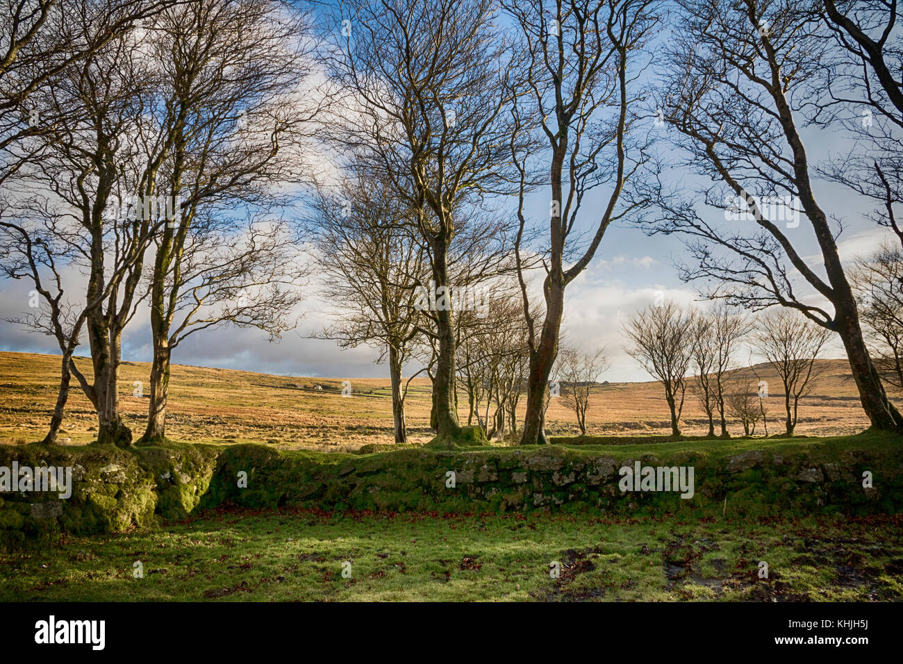 Alberi che circondano il parco auto a Quattro Venti sulla B3357 nelle vicinanze Merrivale su Dartmoor Devon, Regno Unito Foto Stock