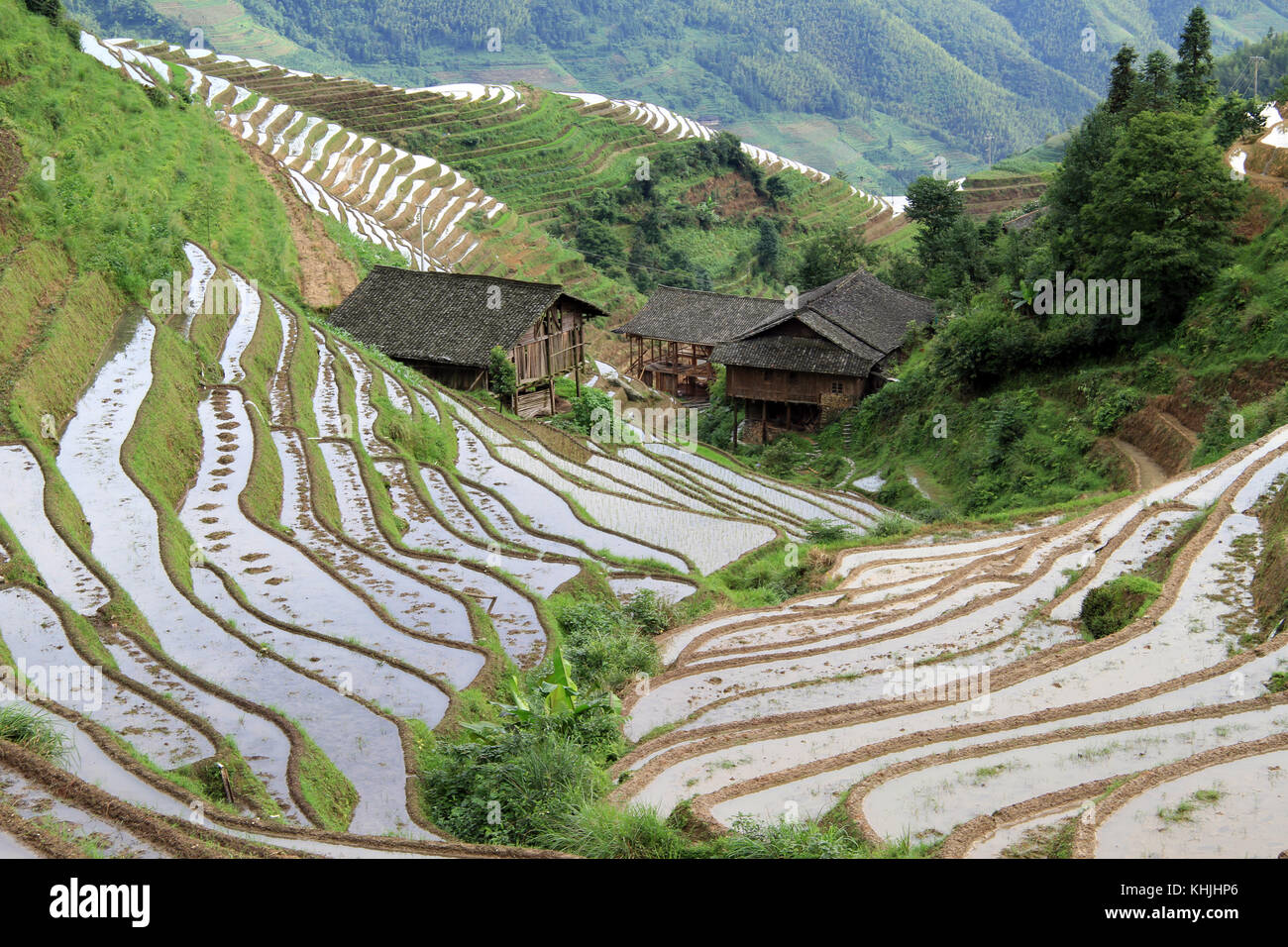 Case a longsheng terrazze di riso; Cina Foto Stock