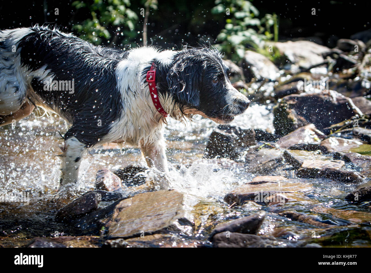 English Springer Spaniel godendo di Exmoor Foto Stock