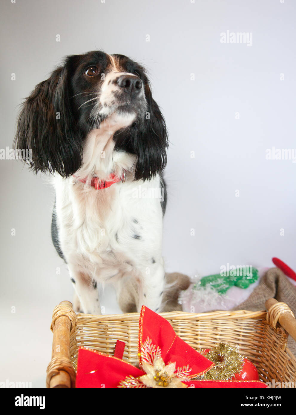 Cute cane nella scena di Natale Foto Stock